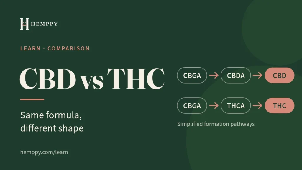Featured image: CBD vs THC title beside simplified pathways from CBGA to CBD and from CBGA to THC