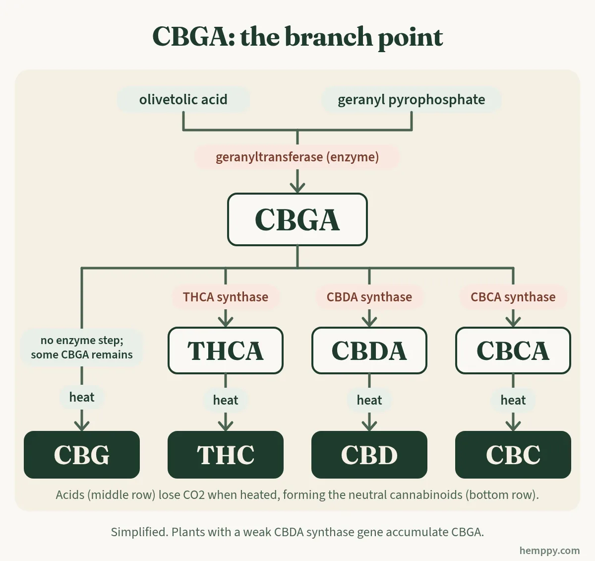 Diagram: CBGA as the branch point where cannabis enzymes make THCA, CBDA or CBCA, and heat turns acids into THC, CBD and CBG