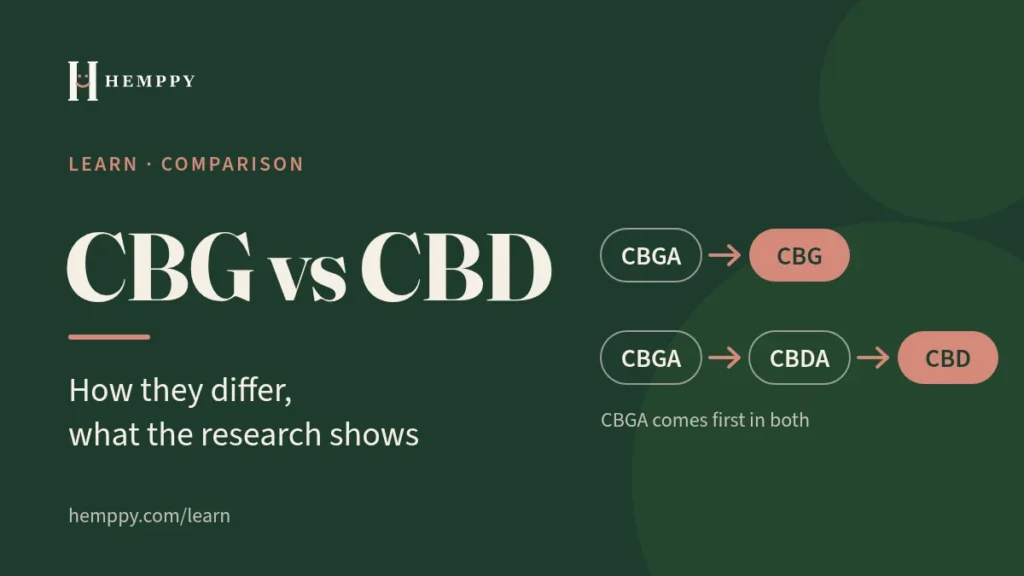 Featured image: CBG vs CBD title beside simplified pathways from CBGA to CBG and from CBGA via CBDA to CBD