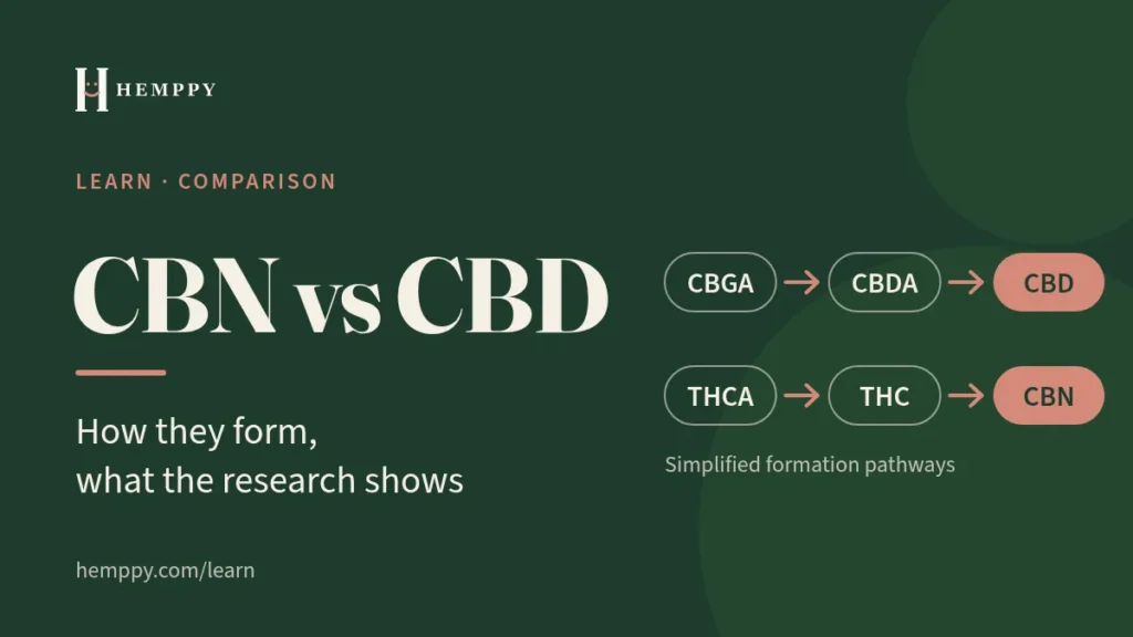 CBN vs CBD: how they form, with simplified pathways CBGA to CBDA to CBD and THCA to THC to CBN